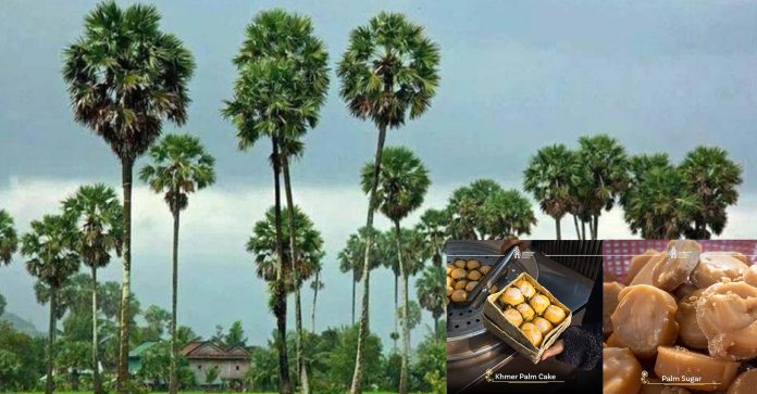 PropertyNews-Palm-tree